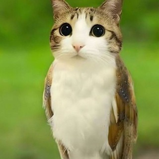 Telegram profile photo for Пельмени в пакете 🥟