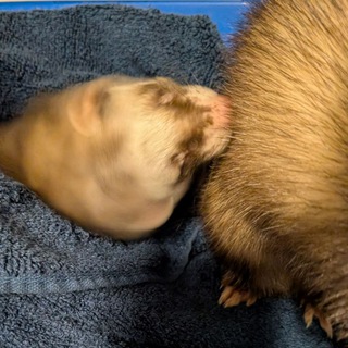 Telegram profile photo for Ghost and precious 💞 Ferret