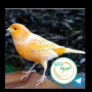 Telegram group profile photo for Canarini e fringillidi da allevamento di eco3000.it