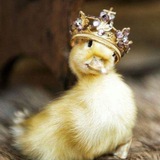 Telegram profile photo for Secret Duck๐ฃ