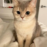 Telegram profile photo for munchkin