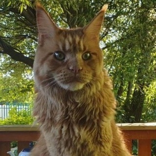 Telegram profile photo for Дневник М.Б. | Канал Михаила Борзыкина о футболе и жизни | borzykin2