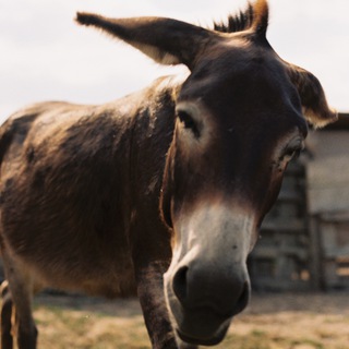 Telegram profile photo for Балканский кадр