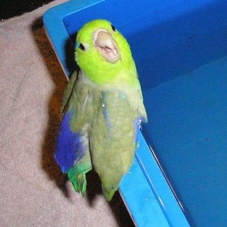 Telegram profile photo for Погладь попугая 🦜
