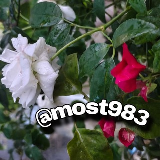 Telegram profile photo for رمِــــــــآد