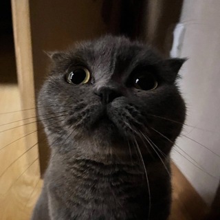 Telegram profile photo for дашакис