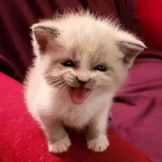 Telegram profile photo for колобковые волосы