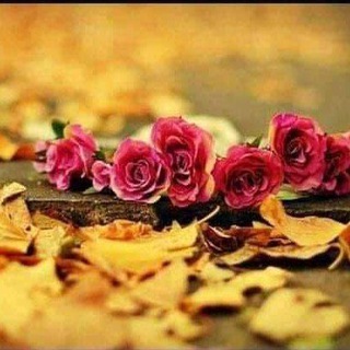 Telegram profile photo for شعر پیژندنه/شعر شناسي ●■●ــ🍄