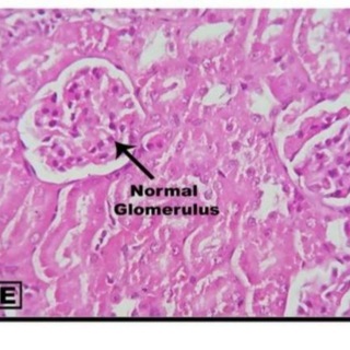 Telegram profile photo for Histology Department - Benghazi