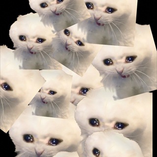 Telegram group profile photo for sad gamble cats chat