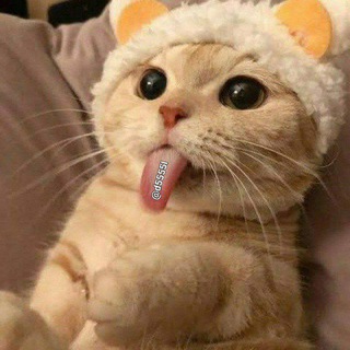 Telegram profile photo for ๐๐ ๐๐๐๐