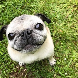 Telegram profile photo for бравл вани