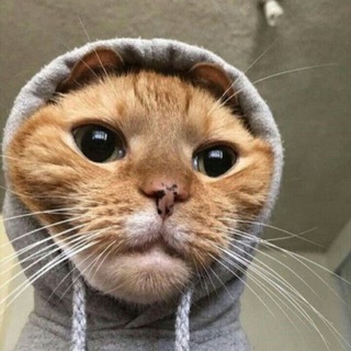 Telegram profile photo for W16-SF GROUP