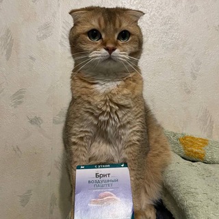 Telegram profile photo for Звёзды от ари и Али #Stars