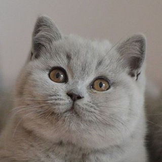 Telegram profile photo for Британские кошки