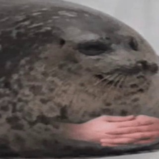 Telegram profile photo for ShitPosts HvH Community