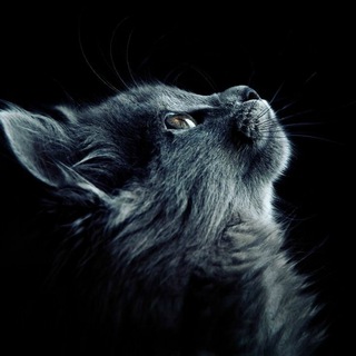 Telegram profile photo for FBStore.VN | News & Updates