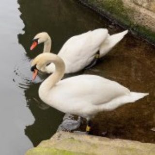 Telegram profile photo for بـجـع 🦢