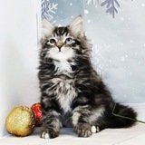 Telegram profile photo for Siberian cattery Great Joy