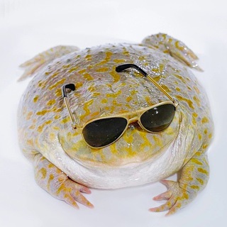 Telegram profile photo for Жабы мои жабы