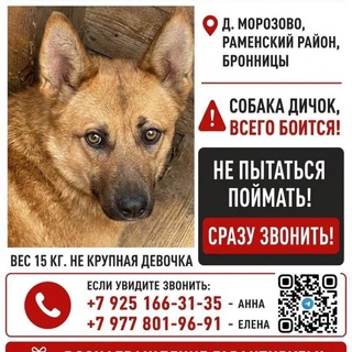 Telegram group profile photo for Потеряшки Раменское