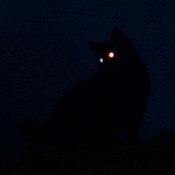 Telegram profile photo for 𝕮𝔞𝔱 𝕳𝔲𝔫𝔱𝔢𝔯 ฅ