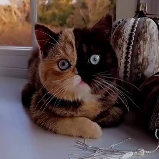 Telegram profile photo for Настроение в ладошке