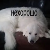 Telegram profile photo for переходник шмак
