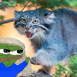 Telegram profile photo for Judge Frog’s S’more Cult
