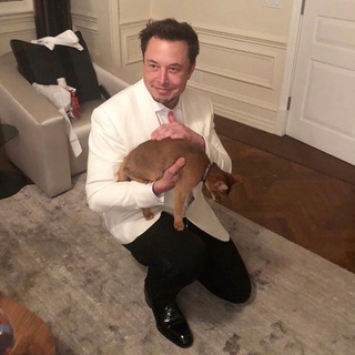Telegram profile photo for Schrödinger | Elon's Cat