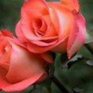 Telegram profile photo for راه توده - Rahetudeh