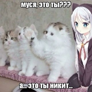 Telegram profile photo for шонель рещы 8