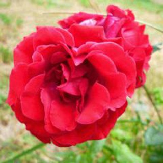Telegram profile photo for Cosmesi Bio e Natura