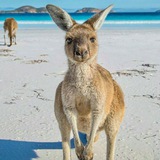 Telegram profile photo for Kanguru