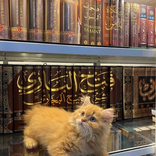 Telegram profile photo for إيمَانِيَّات