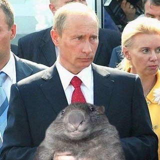 Telegram profile photo for вомбаты💙