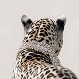 Telegram profile photo for ♞. Gleaming Power