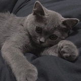 Telegram profile photo for 业务频道-猫太