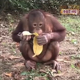 Telegram profile photo for Monke behave your