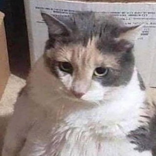 Telegram profile photo for Catmemes