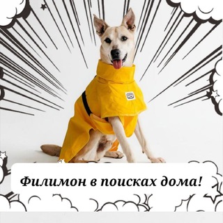 Telegram profile photo for Здравствуй Филя! Хроники пса Филимона в поисках дома.