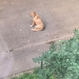 Telegram profile photo for мечтают ли собачки о юбилейной печеньке?