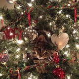 Telegram profile photo for ִ 🎄 Нᧉׄlթ ׄ ִ . ⇄ Rỿujіn ּ ˎˊ