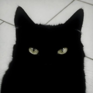 Telegram profile photo for ⟅ıI♟️Iı⟆
