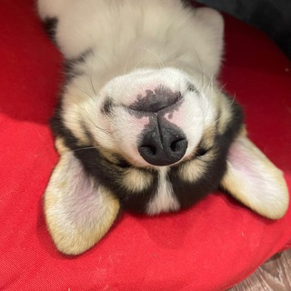 Telegram profile photo for Дневник ЧакиБуйной матери