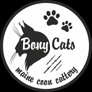 Telegram profile photo for BONY CATS питомник Мейн Кунов г. Ташкент