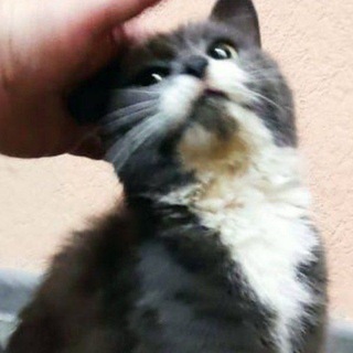 Telegram profile photo for MAFU | мафуводохранилище | 16+