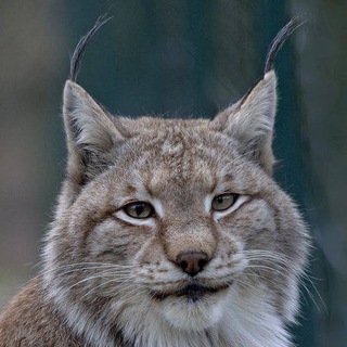 Telegram profile photo for Б/у NOVOSIBRISK 34