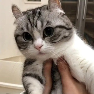 Telegram profile photo for Щитпост Шелби