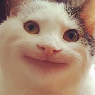Telegram profile photo for ShittiestContent 🇺🇦| #УкрВайбер